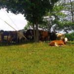 Bovina Valley cows relaxing on a hot day.